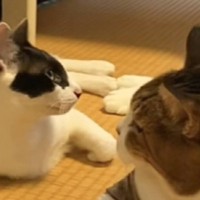 猫に『にゃう』と飼い主さんが話しかけると…可愛すぎる『まさかの返事』に癒される人が続出「頭いい！」「普通のニャーじゃないんだね」