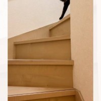 2階にいる猫を呼び戻すために『魔法の言葉』を言うと…次の瞬間→可愛すぎる光景が18万再生「最強ワードｗ」「ルンルンで笑った」