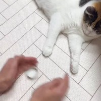 猫と『どっちの手に入っているかゲーム』した結果…まさかの展開が笑えると1540万再生「長く遊びたいのかなｗ」「翻弄してるｗ」＜海外＞