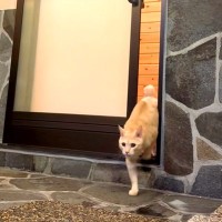 お風呂に入っていたら、ネコが扉の向こうに見えて…次の瞬間見せた『まるで人間のような行動』が30万再生「マッチョすぎない？」「滑らかｗ」