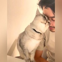 夕食の前、パパの隣にネコが来ると『手料理が冷めてしまう』問題…絶対に無視できない『まさかの理由』が103万再生「尊い」「愛し合ってる」