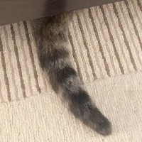 ふと床を見たら、『猫のしっぽ』が…落ちているように見える『驚きの光景』に４万いいね「なんとも可愛らしい」「完全に落ちてるｗ」