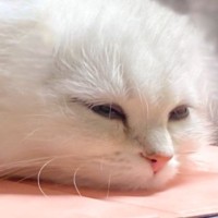 くつろいでいた白猫→全身を見てみたら…まさかの『フォルム』が可愛すぎると６万いいねの大反響「ツチネコ？ｗ」「猫ではなさそうｗ」