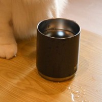 水でびちゃびちゃになっていたテーブルの上→そばにいた『猫の顔』を見たら…笑っちゃう光景に１万いいね「世渡り上手だｗ」「勝手に溢れました」