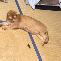 一直線に向かってきた『セミ』に……ネコが見せた『まさかの対応』が281万再生「食べるかと思ったらｗ」「進み続けるという強い意志を感じるｗ」