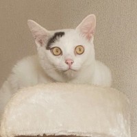 キャットタワーでくつろぐ2匹の白猫→まさかの『表情』と素敵すぎる『模様』に1万9000いいねの反響「眉毛分けあったのかな」「可愛い」