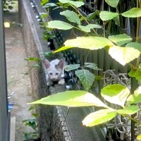 『大きい声で鳴いてくれてありがとう』真夏の暑い日に赤ちゃんネコを発見した結果…『素敵な結末』に感動すると13万再生「泣いた」「絶対幸せ」