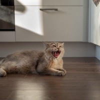 猫との生活で気を付けたい『騒音トラブル』3選　環境作りのポイントや対策のコツまで