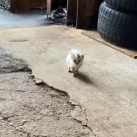 『雨の日にずぶ濡れの子猫が訪ねてきた……』思わず涙する『運命的な出会い』が162万再生「本当に訪ねてきたって感じ」「よく頑張ったね」