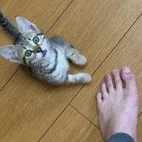 帰宅すると嬉しそうにやって来た保護子猫→次の瞬間…飼い主さんに見せた『可愛すぎるお出迎え』が25万再生「好きが伝わる」「いいなぁ」