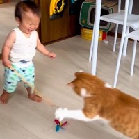 『1歳の息子』が猫じゃらしをもって『猫と遊ぼうとした』結果…あまりにも尊い光景に「なんて素敵なんだ」「可愛いいい」と癒される人が続出