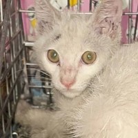 ボロボロの子猫と出会って、葛藤の末に……涙を誘う『感動のエピソード』に反響「助けてくれてありがとう」「なかなかできることじゃない」