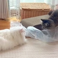 年が離れた２匹のネコ→プチプチで遊ぼうとすると…思わず笑ってしまう『テンションが噛み合わない様子』に反響「対照的」「ズレも面白い」