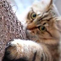 猫の習性から『家具を守る』ための対策術3つ　爪とぎや急な嘔吐への備えとは