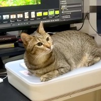 パパのことが大好きな猫→パソコンを使おうとすると、キーボードの上で…１時間も続く『あざとい行動』が話題「猫ハラ受けたい」「愛されてる」