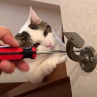 お父さんが階段の手すりを修理していると…『集まってきた猫』の行動が可愛すぎると52万再生「世界一可愛い現場監督」「指導してて草」
