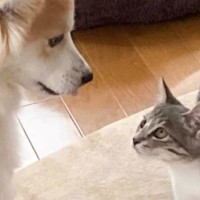 命を救われた子猫が優しい先住犬と出会った結果…5年間の軌跡と『現在の様子』に涙が出ると反響「すごく感動した」「素敵なお話をありがとう」