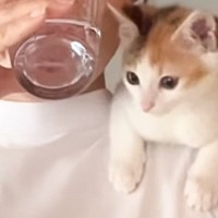 朝の支度をしようとママがキッチンに立つと、『ずっと一緒にいたい子猫』が……羨ましすぎる光景に絶賛の声「たまらん」「とても癒された」