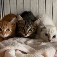 3つ子の子猫を保護して一緒のケージに入れたら…『息の揃ったフォーメーション』が可愛すぎると121万再生「場所も順番も決まってるんだｗ」