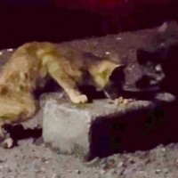 暗闇でゴミをあさっていた『ガリガリの2匹の子猫』を保護したら…家で見せた様子に涙する人が続出「泣いてしまった」「助けてくれてありがとう」