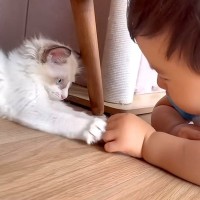 赤ちゃんと『小さな保護子猫』が向かい合って…同じ目線で見せた、想像以上に『心温まる光景』が尊いと話題「仲良しすぎる」「同級生コンビ」