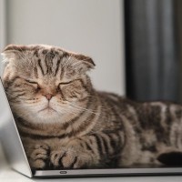 猫が引き起こす『パソコンのトラブル』3選　興味を持つ理由から飼い主ができる対策まで