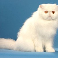 『王族』のもとで愛された猫種5選　高貴な魅力や性格、歴史的背景まで解説