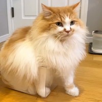 もうすぐ５歳になるネコ→虫かごに入りたくて…強引すぎる『いまだに自分のサイズを理解していない光景』に爆笑「頭しか入ってないよぉーｗｗ」