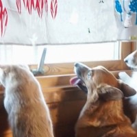 配達の車がやって来ると、犬と猫が窓辺に集まって…「癒されまくった」「配達員さんも嬉しいでしょうね」思わず笑みがこぼれる『尊い光景』に反響