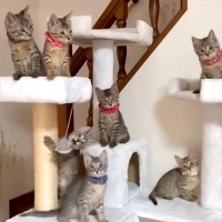 『キジトラ模様の赤ちゃんネコ』７匹を保護した結果→まるで宝物のような『ずっと見ていたい光景』に反響「ツリー最高」「可愛いわちゃわちゃ」