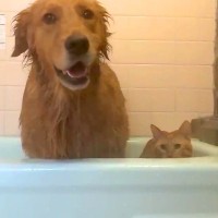 大型犬とネコを『温泉』に入れた結果→２匹で湯船につかって…最高すぎる『入浴シーン』が11万再生「うらやましい」「並ぶと可愛さ100倍」