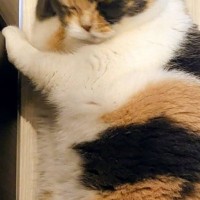 ふと足元を見てみると、『床でくつろいでいた猫が…』予想外の『愛らしいポーズ』に１万いいねの反響「やばいかわいい」「めちゃめちゃ可愛い」