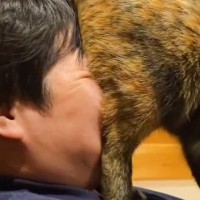 猫の『愛情表現』が激しすぎた結果…想像を超えてくる『まさかの光景』に爆笑の声続出「窒息していないか確認ｗ」「情報量多すぎｗ」と３万いいね