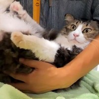 シャンプーとドライヤーをされる元野良ネコ→暴れるかと思ったら…『まるで赤ちゃんのような態度』が48万再生「信頼しきってる」「幸せな顔」