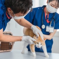 猫の『動物病院』を選ぶときのポイント4つ　愛猫の健康を守るために重視したい条件とは