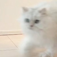 小学校へ行く準備をするお姉ちゃんに『頑張ってついて行く猫』→家族が撮影していると…「可愛すぎてキュッとなった」「思わず保存した」と反響