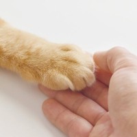 猫が見せる愛らしい『手の仕草』　4選　愛猫の行動に隠された心理やサインとは？