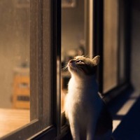 猫が『夜行性』って間違いなの？活動的になる時間帯や生活サイクルをご紹介