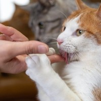 猫が『飼い主を舐めてくる』理由とは？舐める部位によって変わる心理を解説