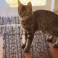 猫がテーブルに乗らないように『トゲトゲシート』を設置した結果…まさかの光景に爆笑の声「おもちゃだと思ってる？ｗ」「表情がいいねｗ」