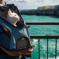 猫用『キャリーバッグ』はどう選ぶ？タイプ別の特徴と失敗しないためのポイント