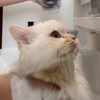 猫のシャンプー中に『宅配便』がきてしまって…玄関に向かった結果→爆笑の展開が24万再生「可愛すぎて笑った」「余裕そうにしてたのにｗ」