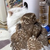 猫の背中に乗せてもらったフクロウ→落ちてしまった次の瞬間…本当の兄妹のような『尊い光景』に「種を超えた愛情に涙」「キュンときた」と反響