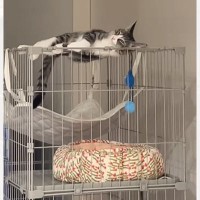 ケージから降りられず『助けを求めていた猫』→すぐには行けなかった結果…まさかの光景が15万再生「遠い目してるｗ」「諦めモードｗ」と爆笑