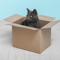 猫が吸い寄せられる『猫転送装置』とは？　不思議な行動の理由や心理を解説