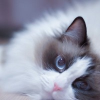 『アパート』での暮らしでも飼いやすい猫種5選　性格や特徴から快適に過ごしてもらうコツまで