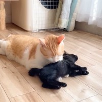 保護子猫が優しい先住猫に初接触した結果…まさかの光景が感動的すぎると６万再生「本当に凄くて涙が出る」「あやし方が神の領域ｗ」