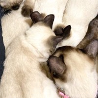 股の間で『ママ猫』がくつろいでいると、『子猫たち』が集まってきて…まさかの光景に「し、幸せすぎる」「かわいいが溢れてる」と2万いいね