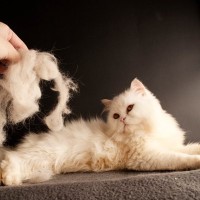 猫の『毛並みが悪い』ときに考えられる原因5つ　飼い主ができる改善策やお手入れのコツ