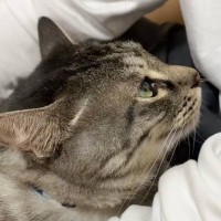 『初対面の友人』に、『甘えん坊な猫』が……まさかの光景が羨ましすぎると46万再生「やばい可愛い」「帰れなくなるｗ」と悶絶する人が続出